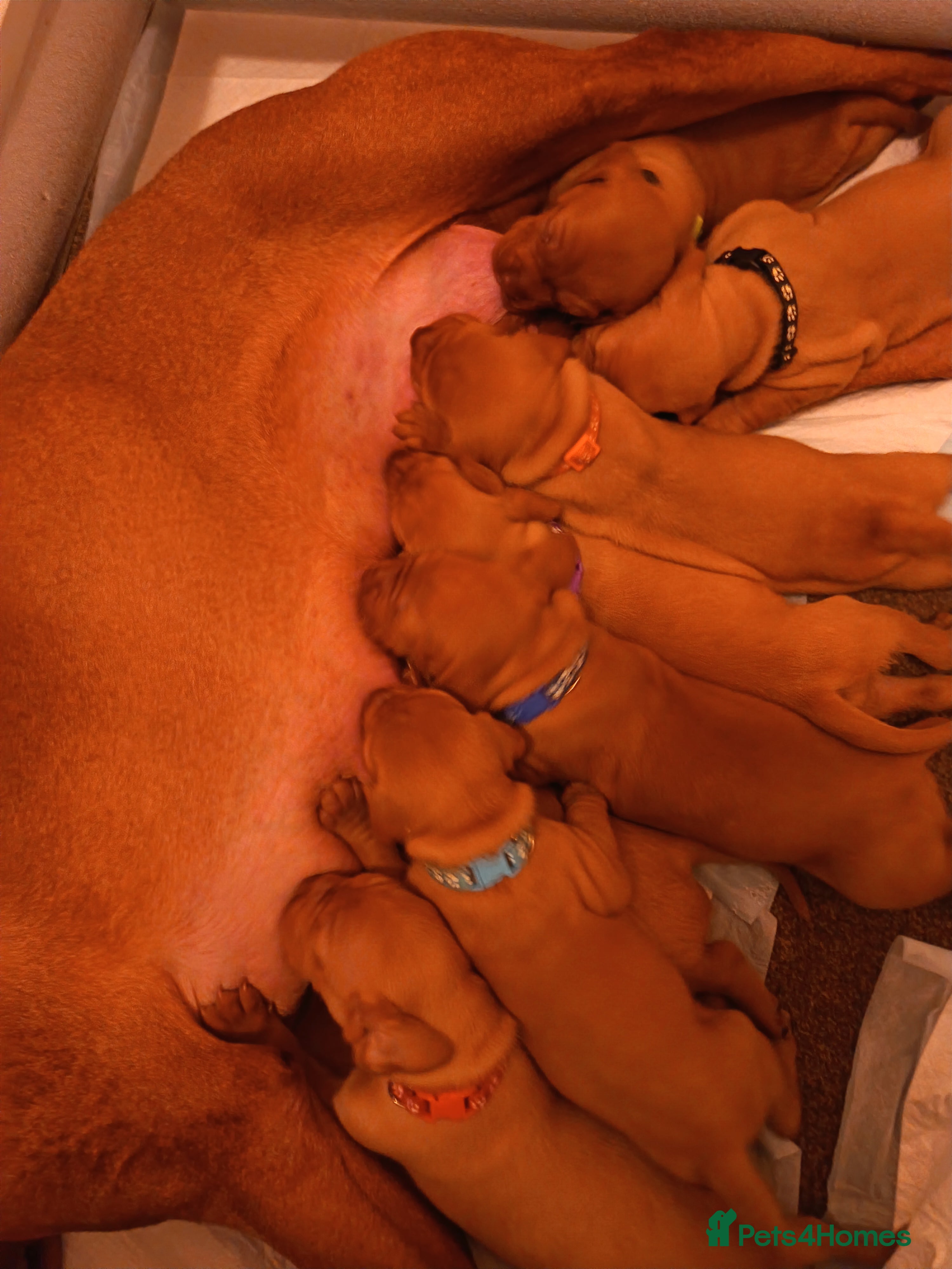 Hungarian Vizsla dogs Hungarian Viszla Puppies - Advert 8