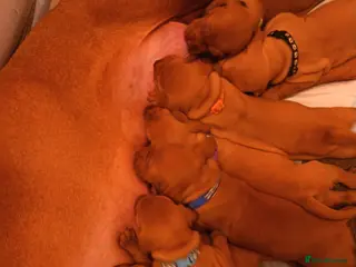Hungarian Vizsla dogs Hungarian Viszla Puppies - Advert 8