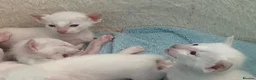 Siamese cats for sale: Lilac point & chocolate point kittens  in Leicester - Advert 17