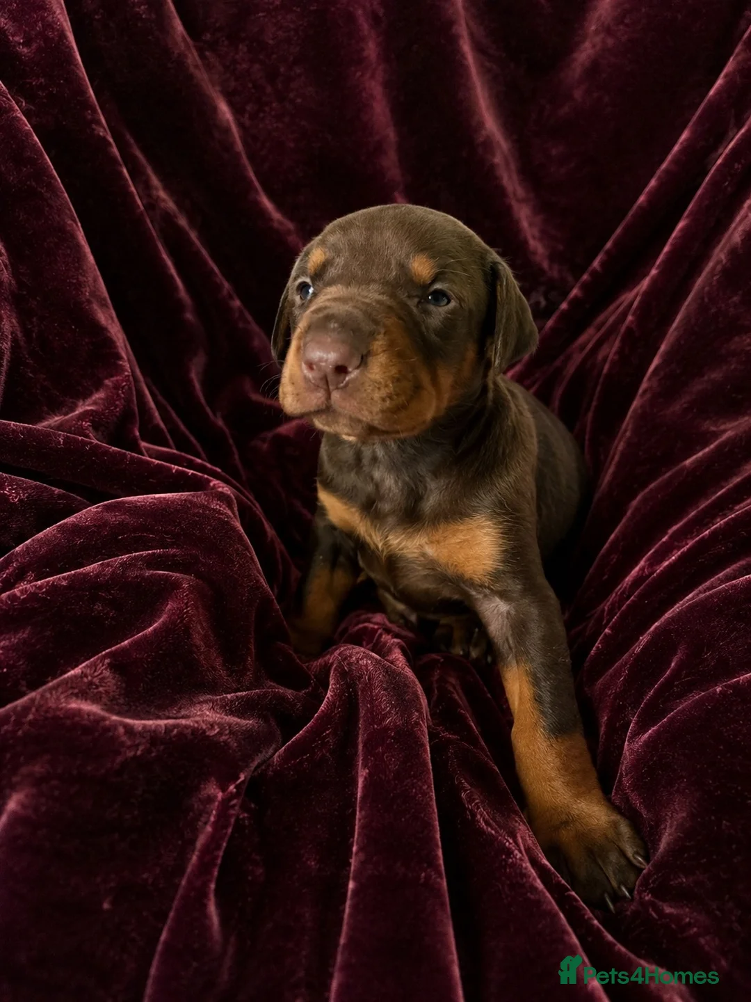 Dobermann dogs for sale: DOBERMANN PUPPIES - Advert 9