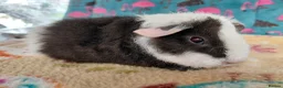 Guinea Pig rodents for sale: Baby Boars In Different Breeds  - Advert 20