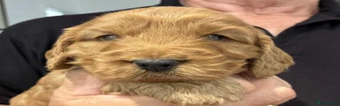 Cockapoo 2