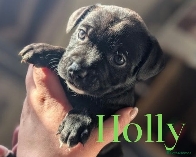 Staffordshire Bull Terrier dogs 2 Left - Beautiful staffy pups for sale  - Advert 3