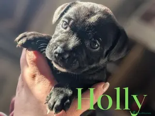 Staffordshire Bull Terrier dogs 2 Left - Beautiful staffy pups for sale - Advert 3