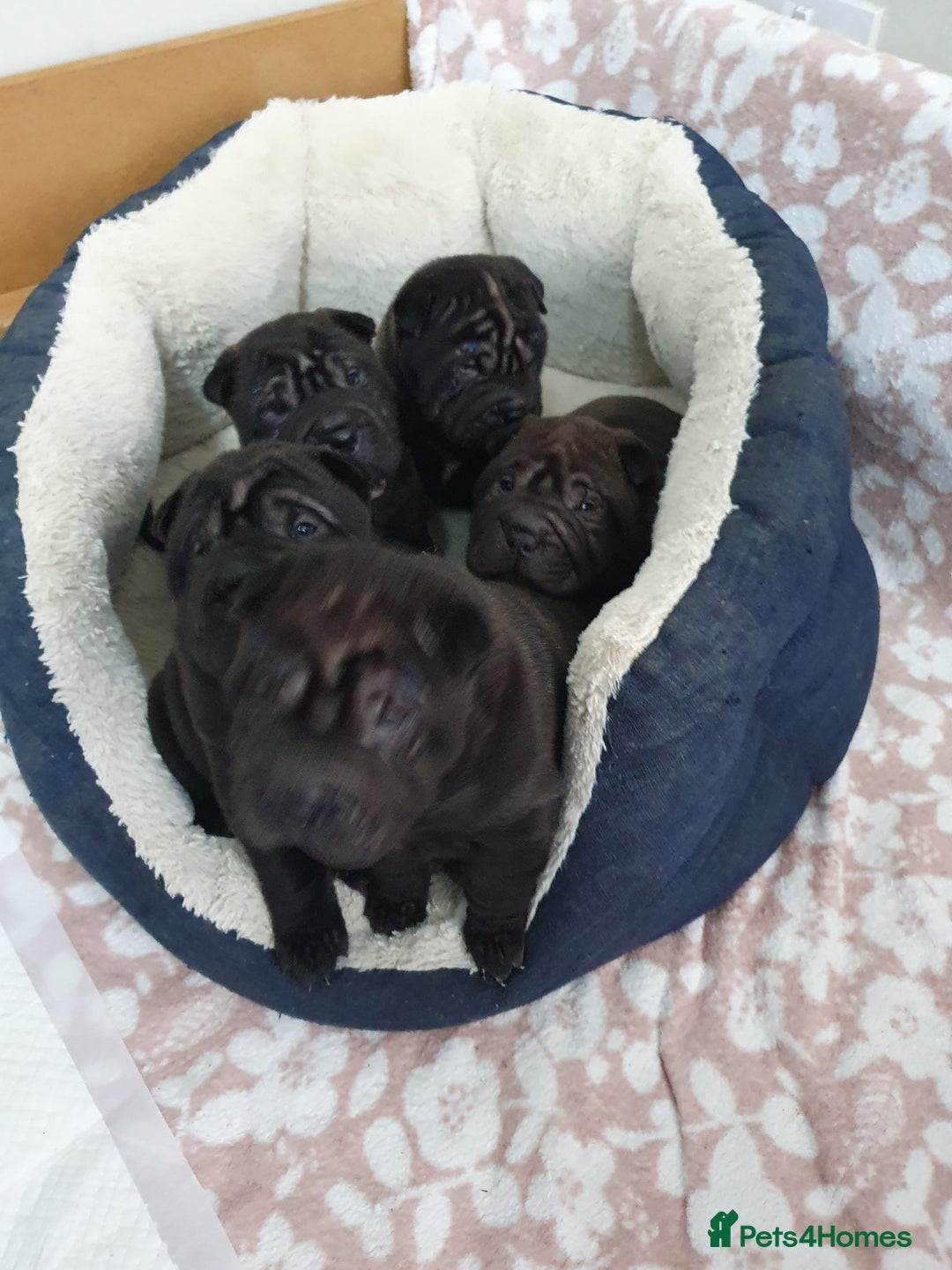 Shar Pei dogs for sale: Stunning KC Registered Shar Pei puppies - Advert 3