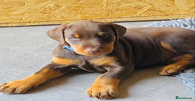 Dobermann dogs - Advert 15