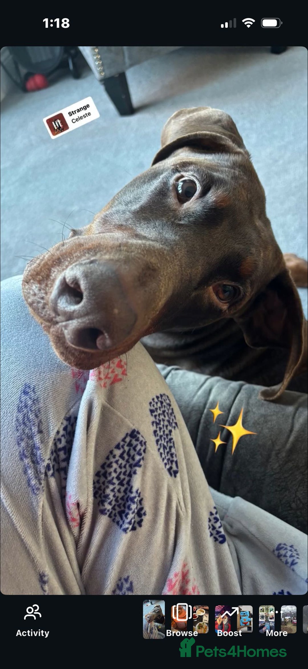 Dobermann dogs for stud: Chocolate doberman  - Image 2