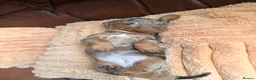 Miniature Dachshund dogs for sale: Miniature Dachshund Puppies - Advert 27