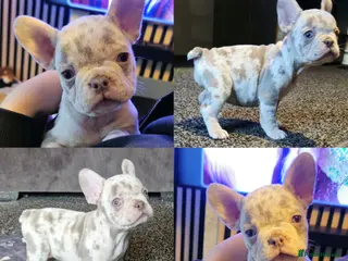 French Bulldog dogs Last female merle french bulldog - Advert 3