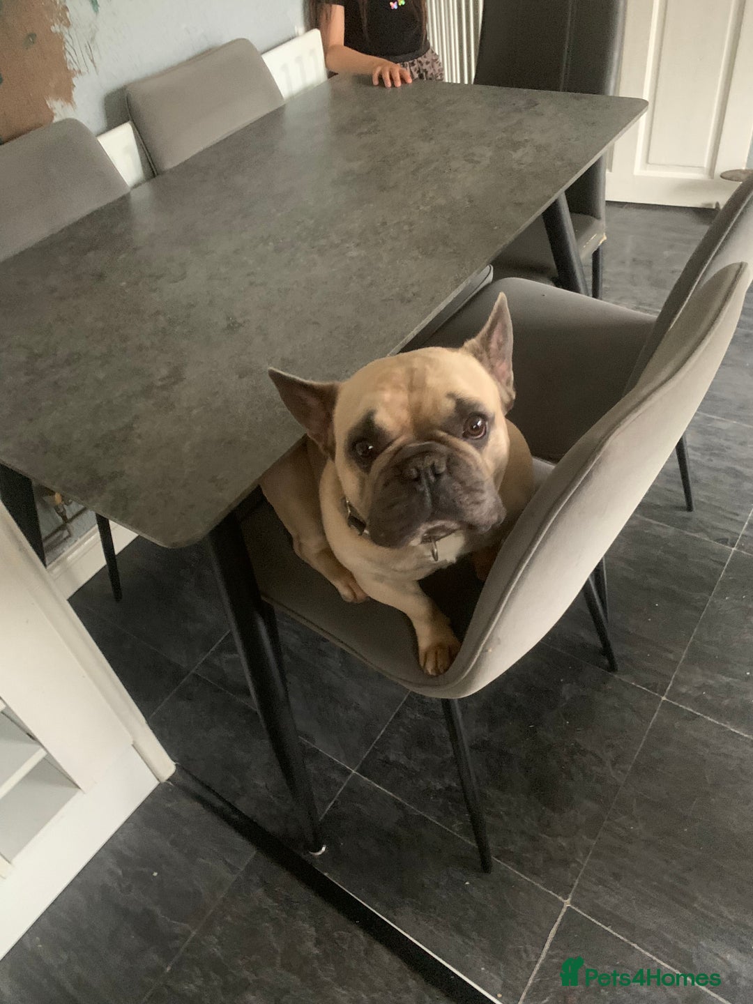 French Bulldog dogs for sale: French bull dog  - Image 4