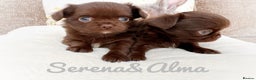 Chihuahua dogs for stud: Solid chocolate KC LC champion line DNA tested  in Stafford - Advert 14