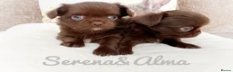 Chihuahua dogs for stud: Solid chocolate KC LC champion line DNA tested  in Stafford - Advert 14