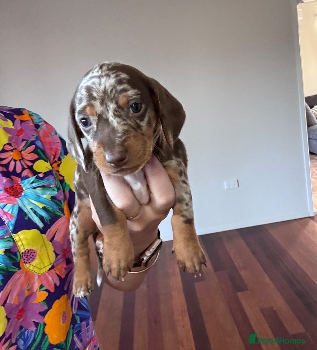 Miniature Dachshund dogs for sale: Amazing chocolate mini dapples for sale - Advert 5