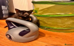 Domestic Shorthair cats for sale: 3 kittens for sale - Advert 8