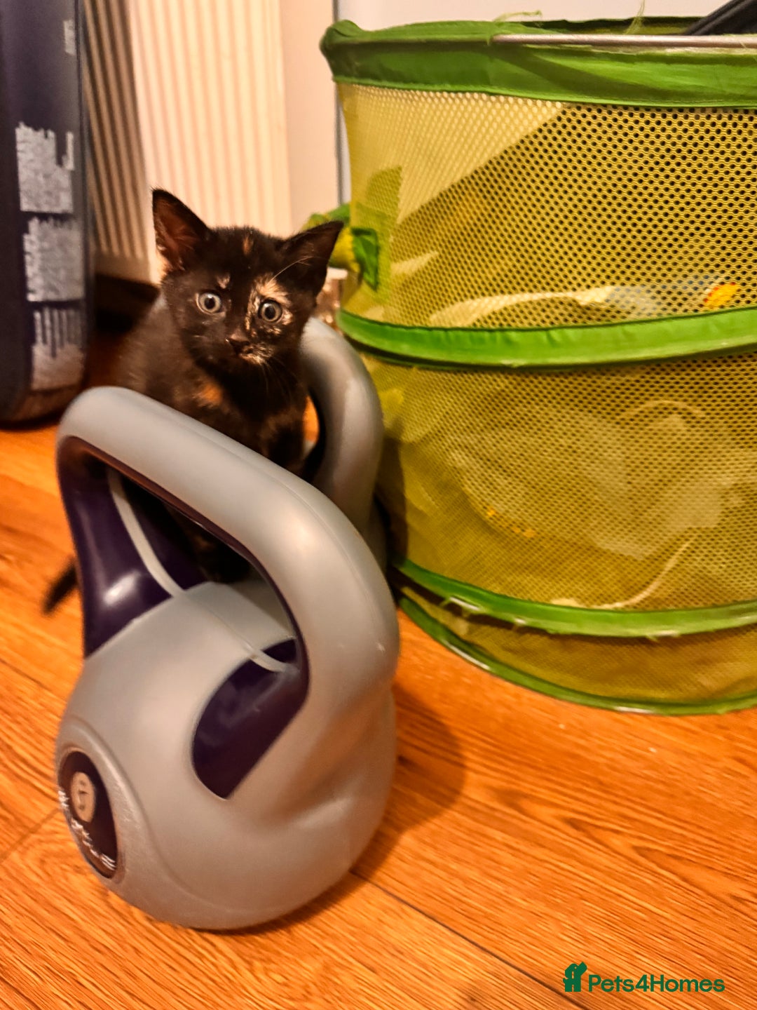 Domestic Shorthair cats for sale: 3 kittens for sale - Advert 8