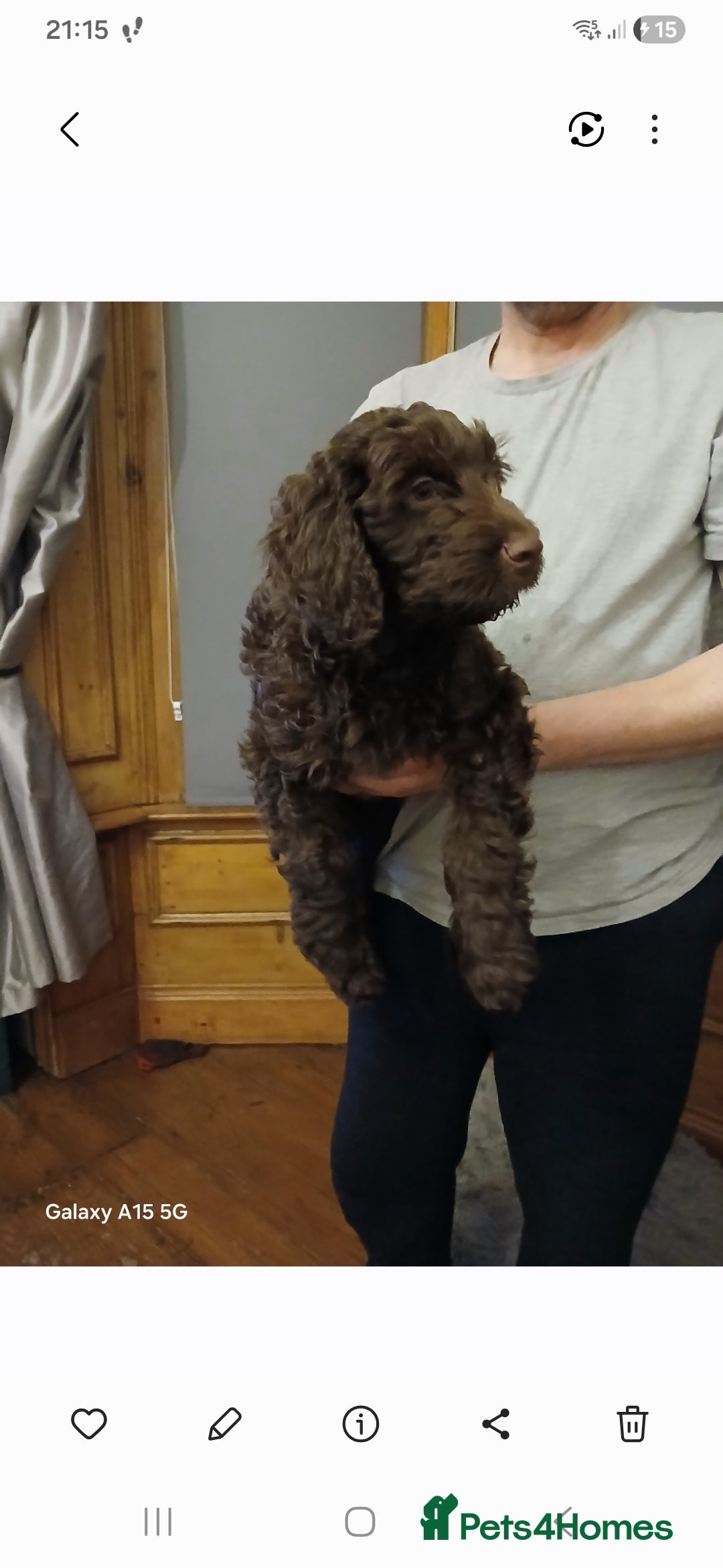 Mixed Breed dogs beautiful golden doodle cross cockerpoo  - Advert 18