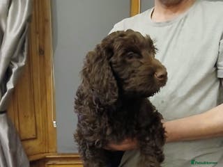 Mixed Breed dogs beautiful golden doodle cross cockerpoo - Advert 18