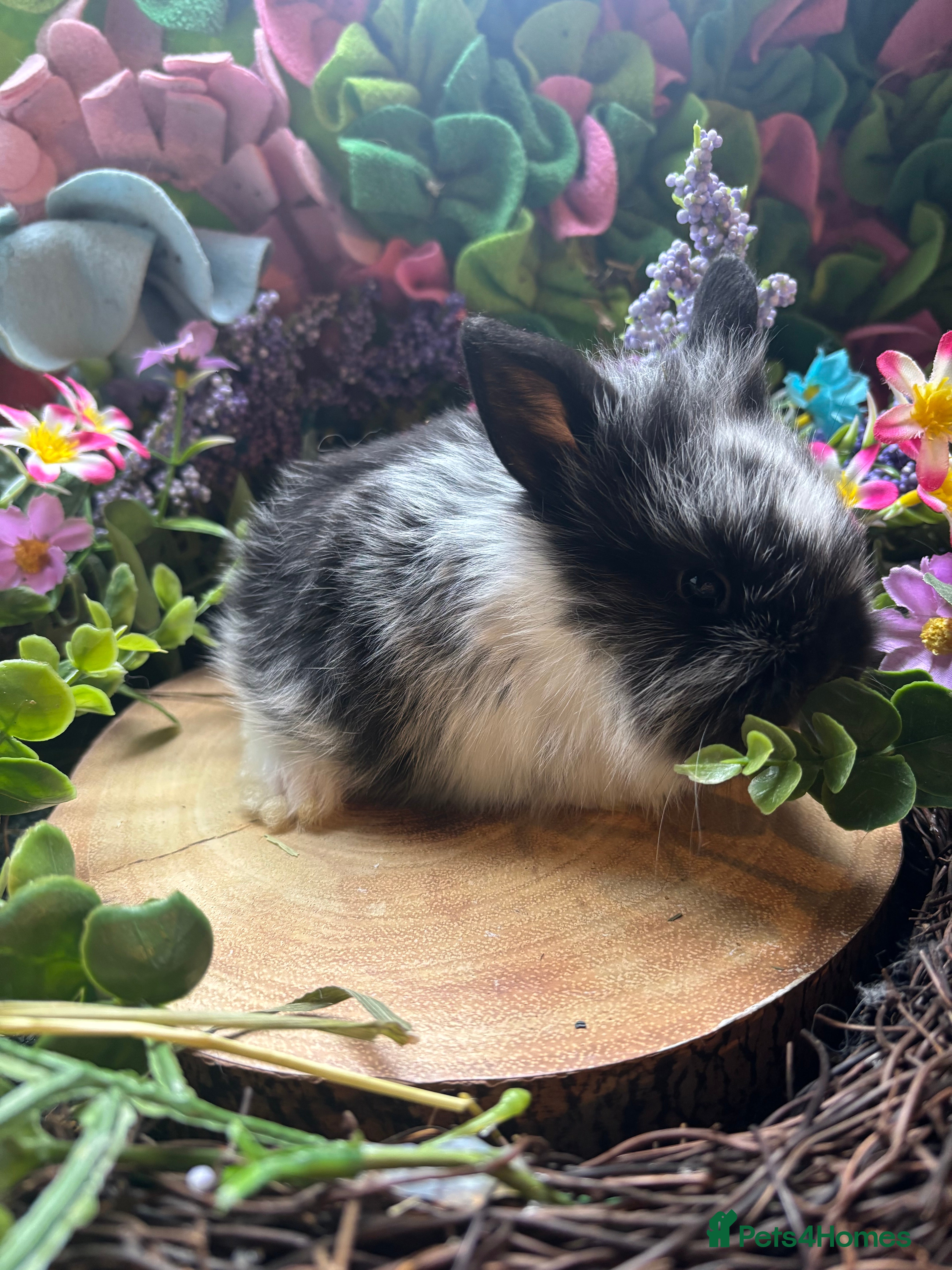 Mini Lion Lop rabbits Mini lion lops  - Advert 1