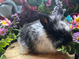 Mini Lion Lop rabbits Mini lion lops - Advert 1