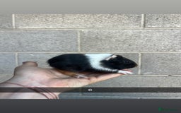 Guinea Pig rodents for sale: Lovely guinea pigs looking for their new homes!  - Image 16