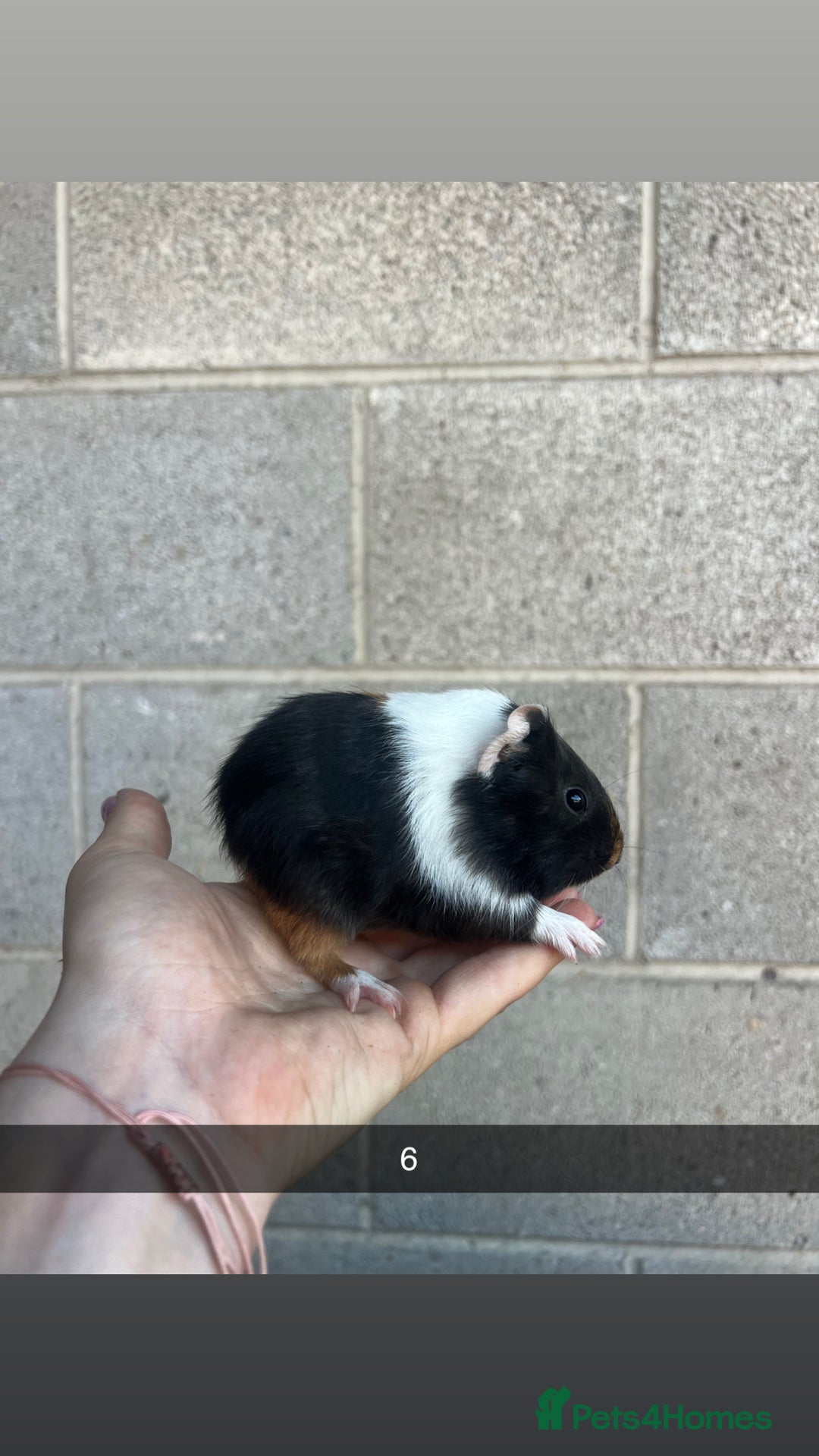 Guinea Pig rodents for sale: Lovely guinea pigs looking for their new homes!  - Image 16