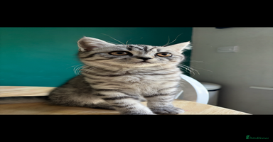 British Shorthair cats British shorthair mix  - Advert 3