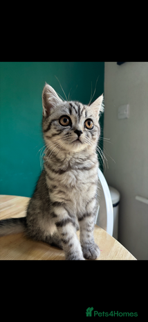 British Shorthair cats British shorthair mix - Advert 5
