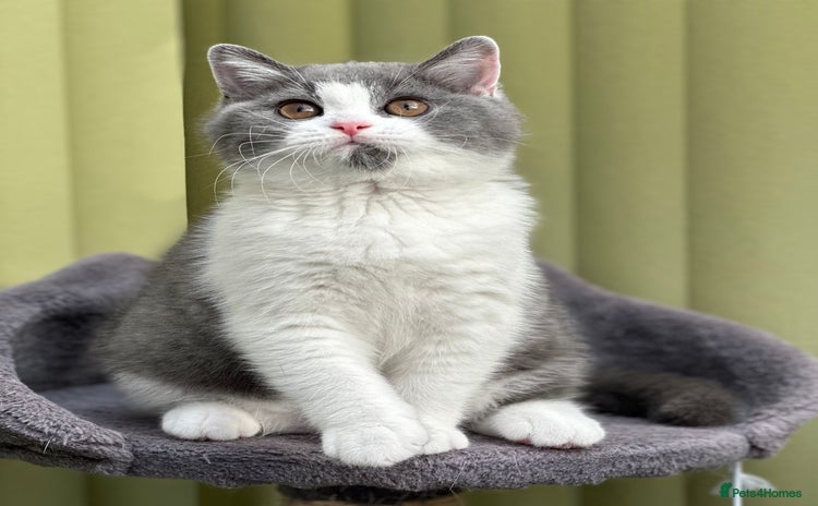 British Shorthair cats - Advert 2