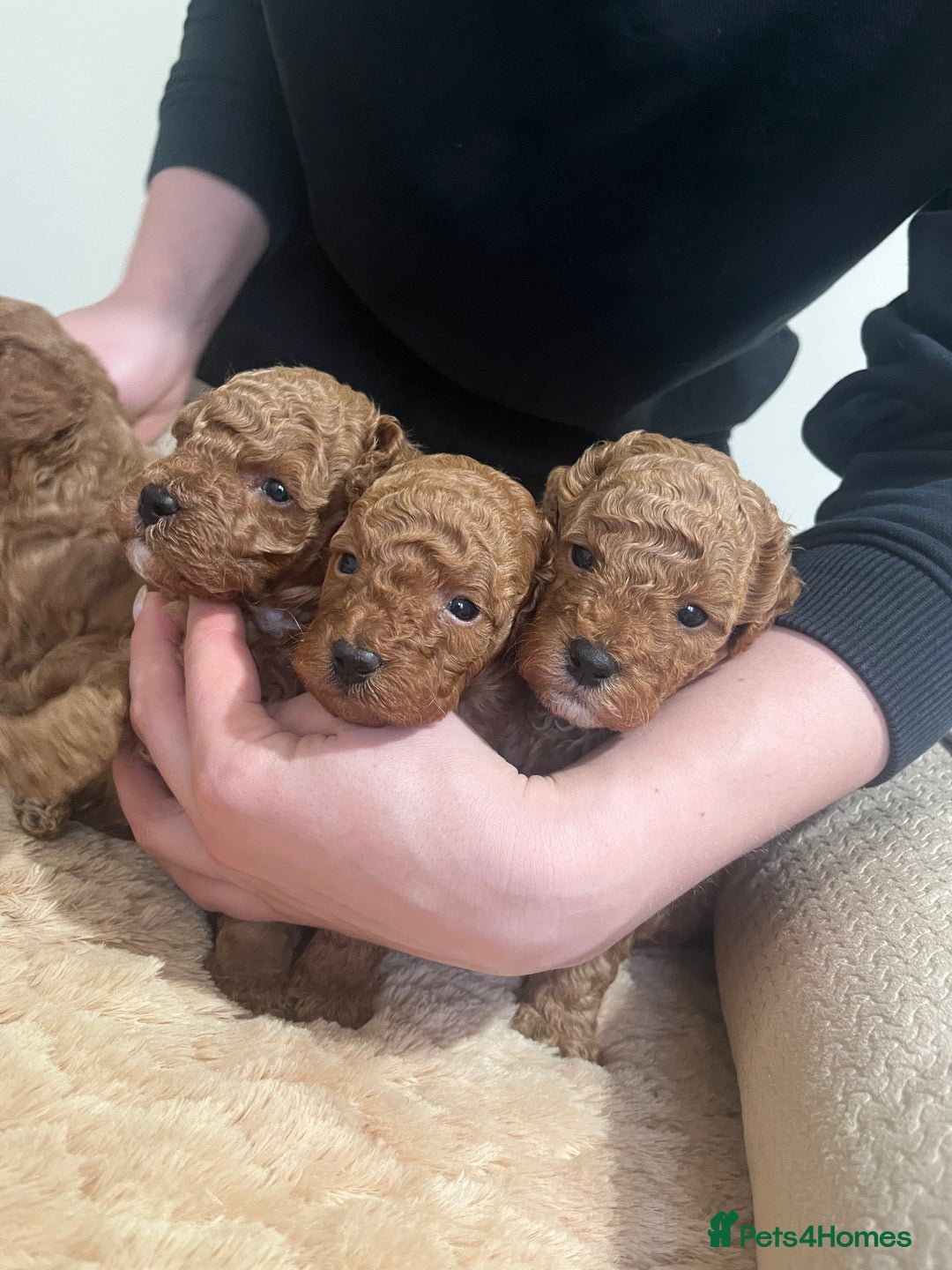 Toy Poodle dogs for sale: Pure toy poodle pups - Advert 17