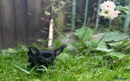 Chorkie dogs for sale: Chorkie puppies for forever homes  - Image 28