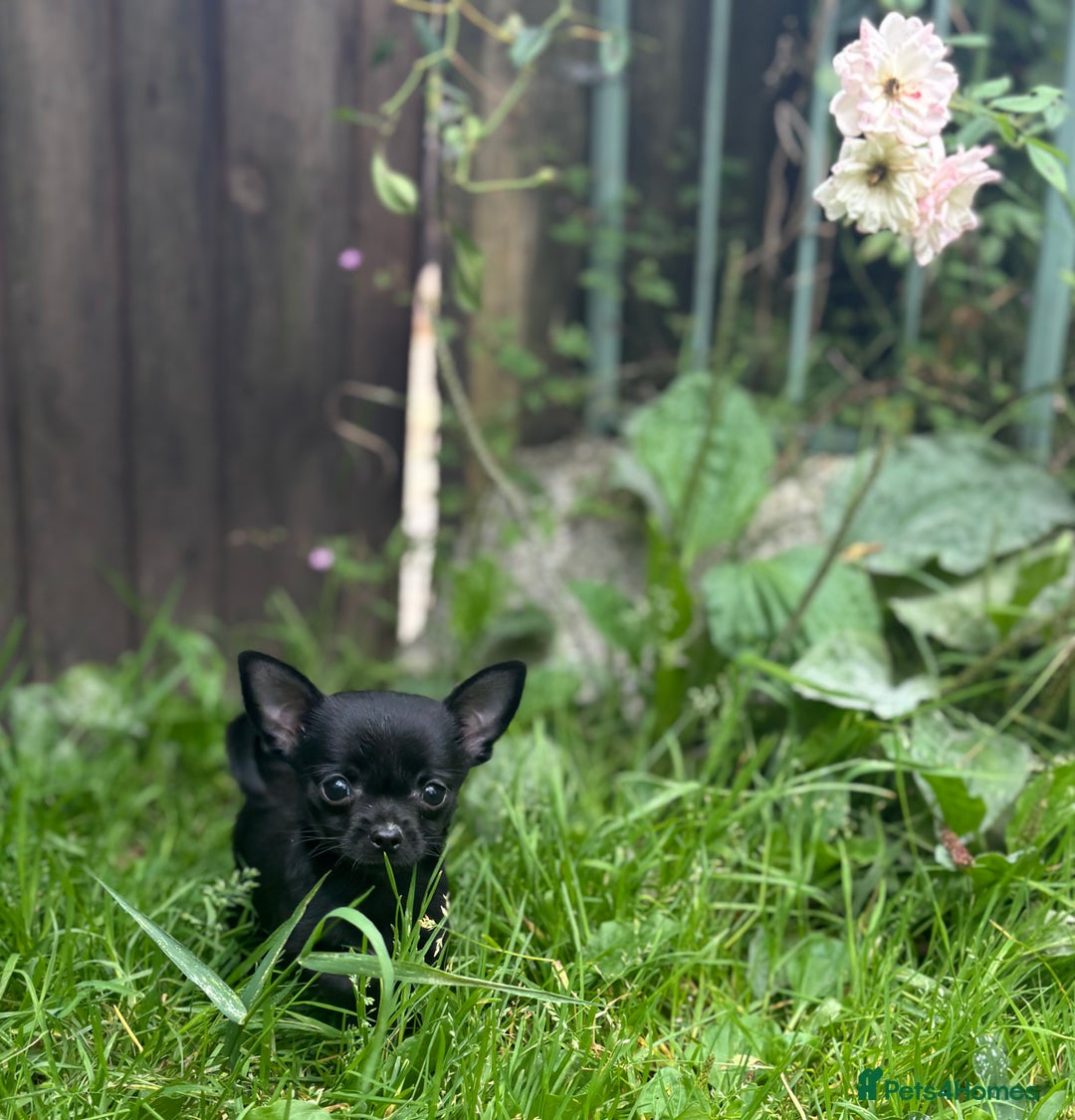 Chorkie dogs for sale: Chorkie puppies for forever homes  - Image 28