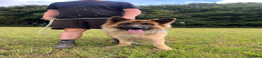German Shepherd Puppy 1