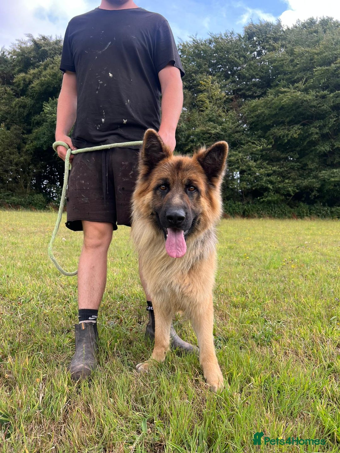 German Shepherd dogs for sale: German Shepherd kc reg straight backed - Image 1