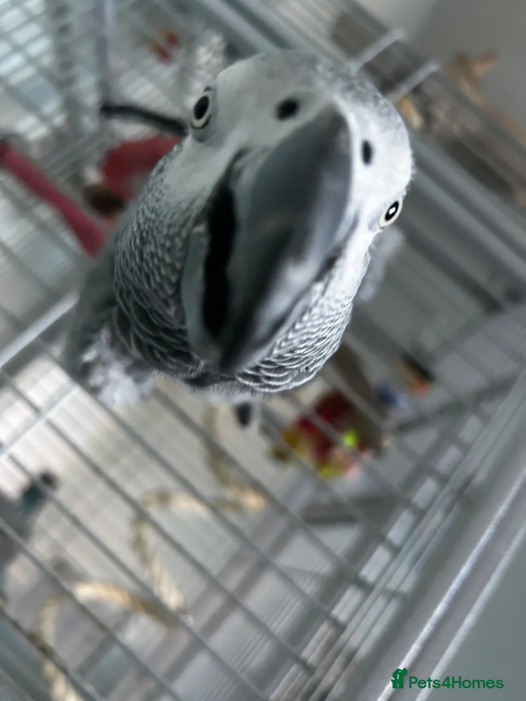 Parrots birds for sale: Rehoming my Fathers African Grey in Worcester - Advert 4
