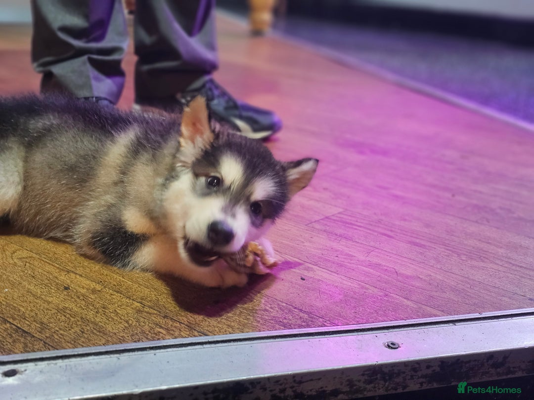 Alaskan Malamute dogs for sale: Full pedigree Alaskan Malamute Puppies - Image 10