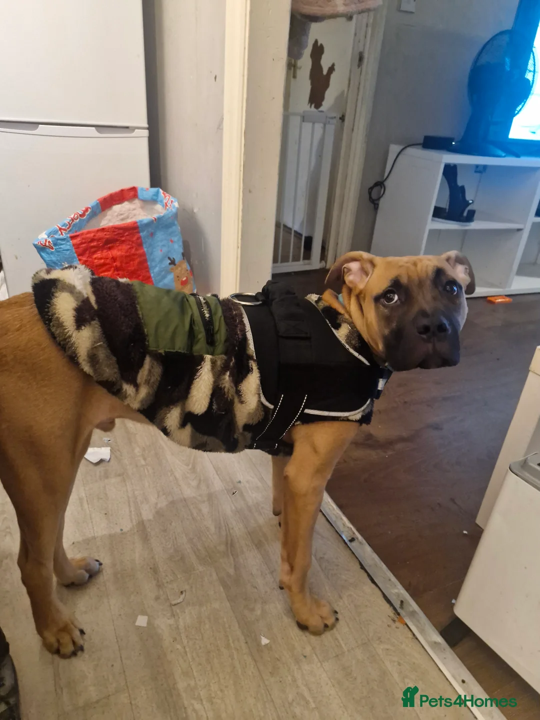 Presa Canario dogs for sale: Presa canario - Advert 4