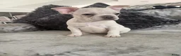 French Bulldog dogs for sale: Beautiful French Bulldog Puppies  - Advert 7