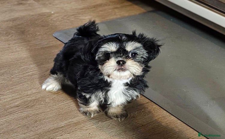 Shih Tzu dogs - Advert 1