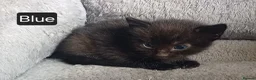 Mixed Breed cats for sale: Cute kittens wanting a loving home in 3 weeks - Advert 14