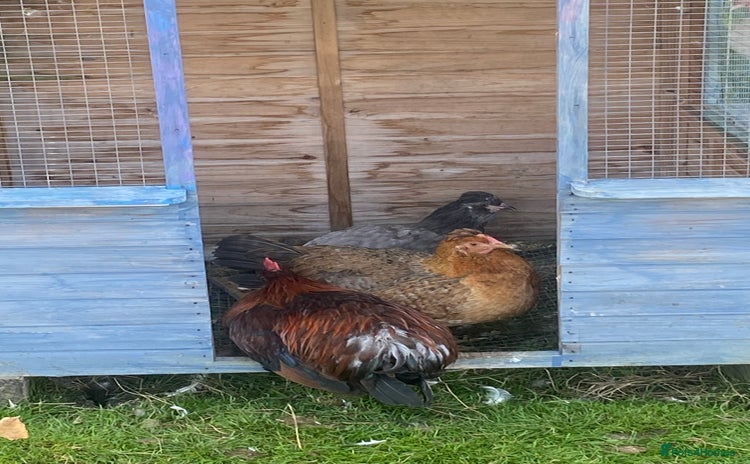 Chickens poultry in Wakefield - Advert 5