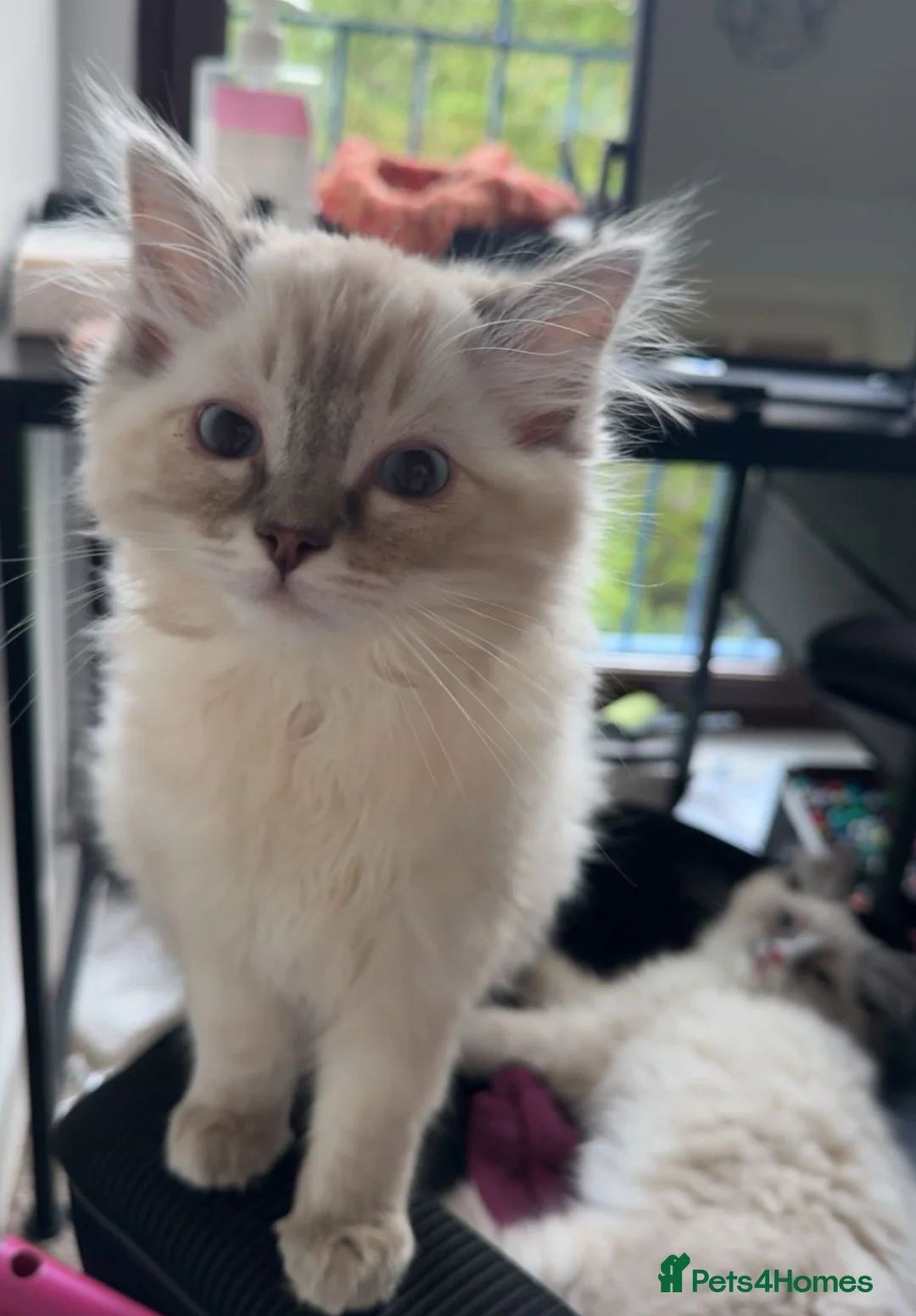 Ragdoll cats for sale: Ragdoll kittens 2 boys left - Advert 2