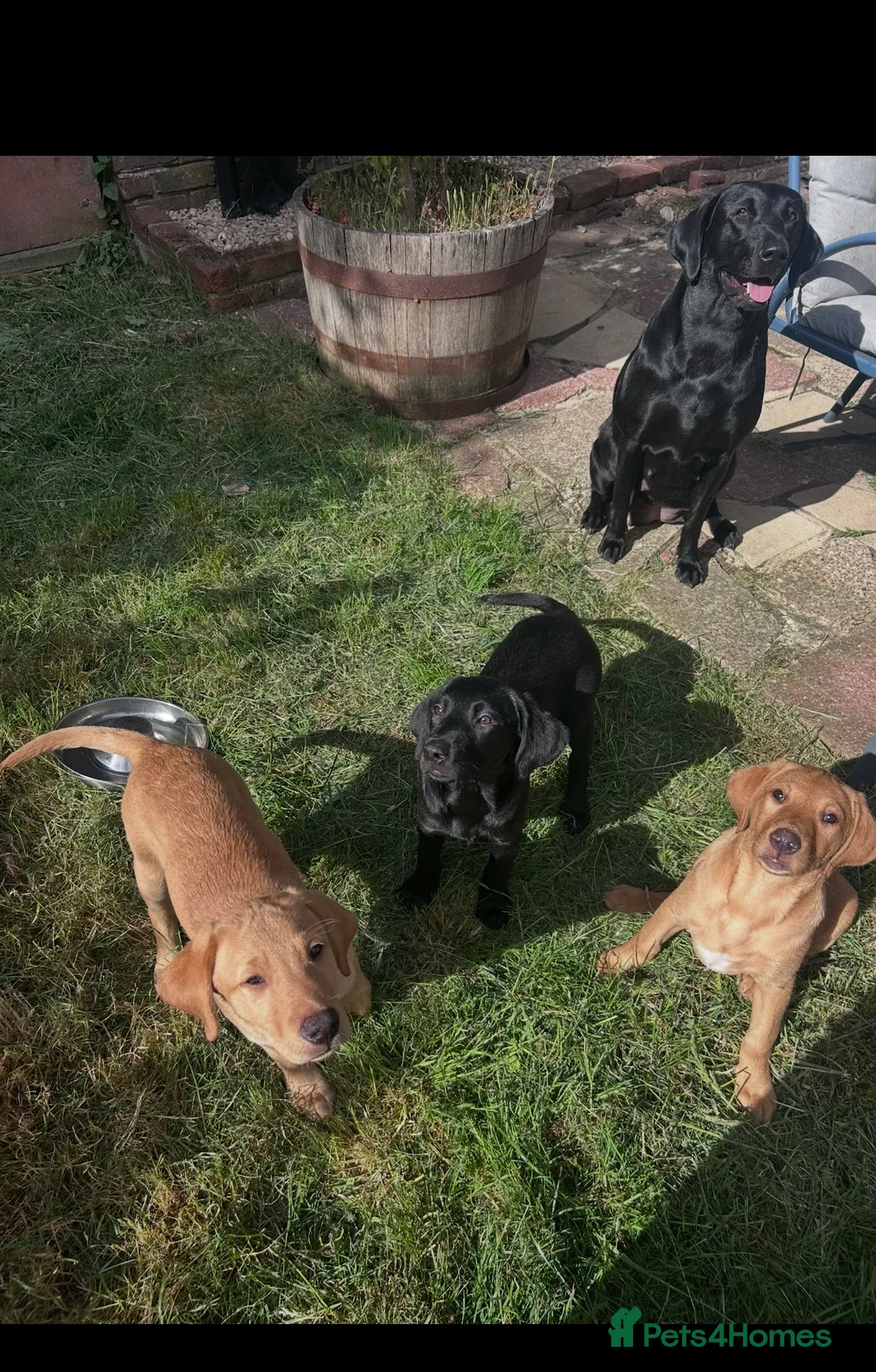 Labrador Retriever dogs for sale: Beautiful litter of Labrador puppies  - Advert 4