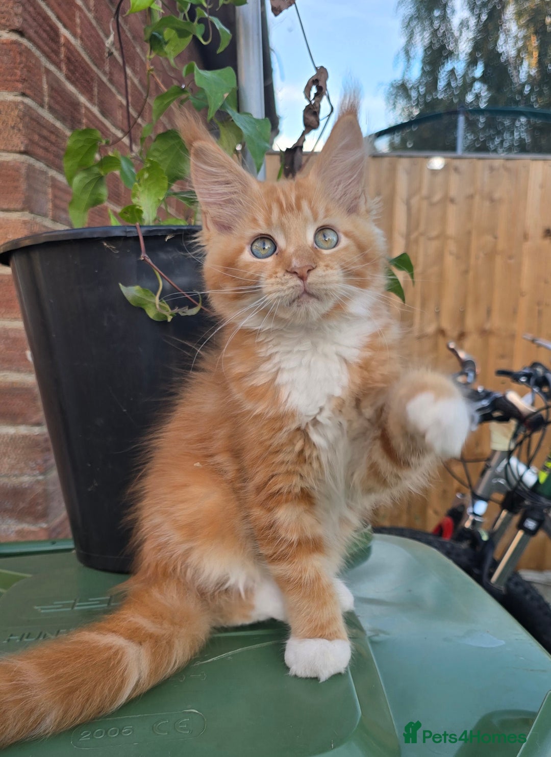 Maine Coon cats for sale: TICA registered pedigree Maincoon kittens . - Image 6