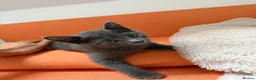 Russian Blue cats for sale: Russian blue kittens  - Advert 16
