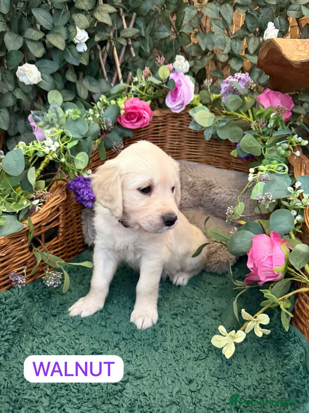 Golden Retriever dogs for sale: Stunning Golden Retriever puppies 🐾 - Image 8