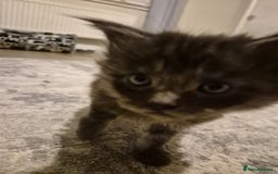 Maine Coon cats for sale: 4 beautiful maine coon babies - Image 7