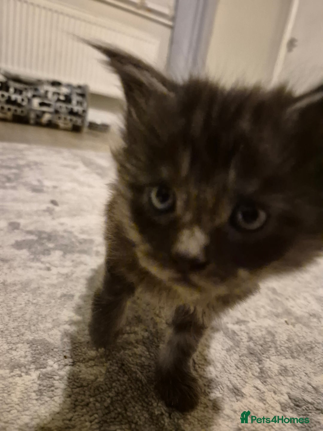 Maine Coon cats for sale: 4 beautiful maine coon babies - Image 7