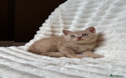 British Shorthair cats for sale: OUTSTANDING GCCF + HEALTH TESTED BSH + BLH KITTENS - Image 8