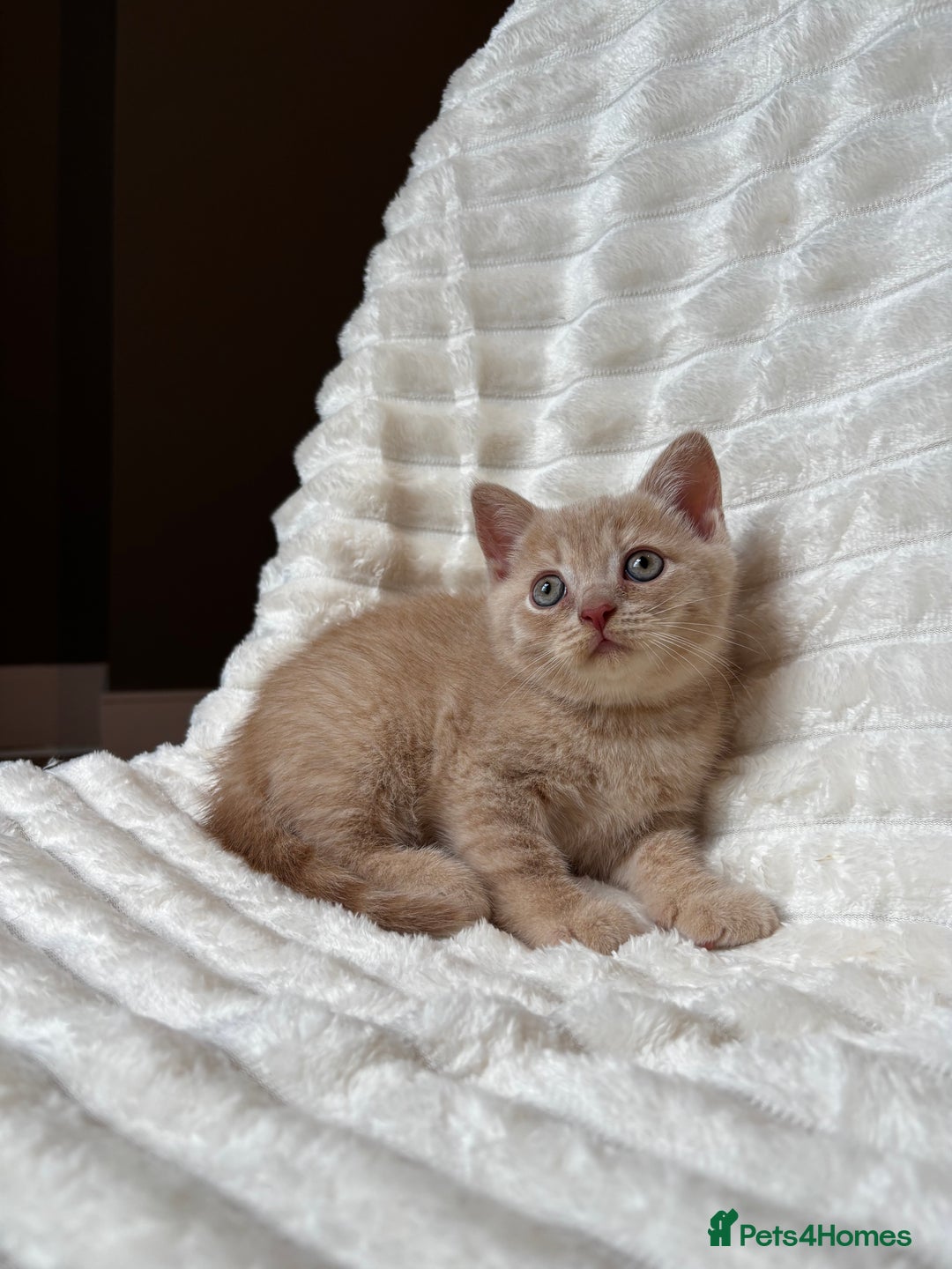 British Shorthair cats for sale: OUTSTANDING GCCF + HEALTH TESTED BSH + BLH KITTENS - Image 8