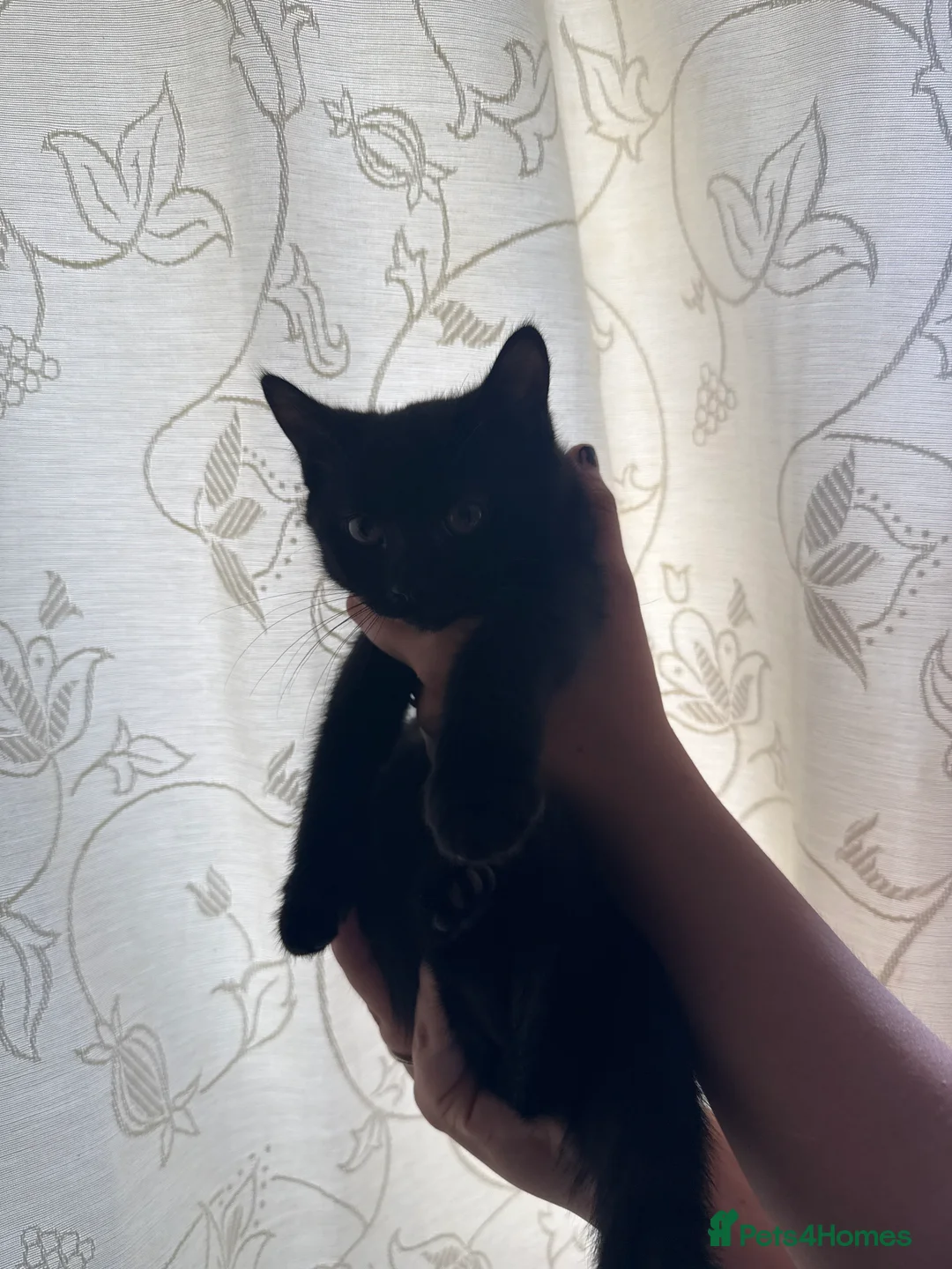 Mixed Breed cats for sale: BSH, Scottish fold, mixed breed - Advert 2